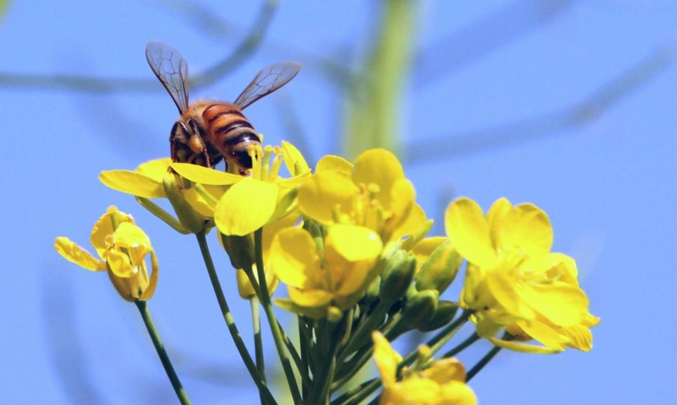 花粉季节，用空气净化消毒机为你保驾护航_爱流量网